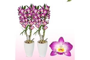 DUTCH BULBS EXCLUSIVE PLANTS FROM HOLLAND Orchideen Echte Pflanzen - Bambus Dendrobium Nobile Purple Passion - 2 große Zimmerpflanzen aus Holland - 30-40 cm hoch - mit Blüten und duftend (Nicht künstlich, ohne Dünger und Topf, kein Samen)