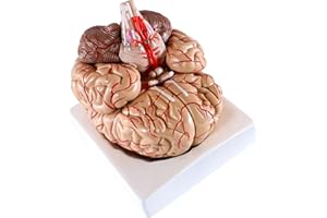 CRANSTEIN SCIENTIFIC Cranstein E-414 Modello del cervello con arterie, in 9 parti