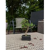 Kare Saksıda Bonsai Ağacı | Kare Saksı, Dekoratif Bitki
