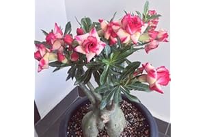 CFGRDEW Planta de rosa del desierto, adenium obesum,planta rara, crece bien en macetas, fácil de plantar.-1planta-C