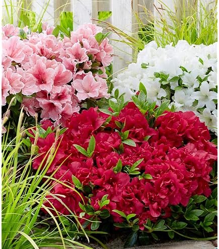 Groblumige Rhododendron Junigold 30-40cm - Alpenrose - lebende  Gartenpflanze aus den Baumschulen : Amazon.de: Garten