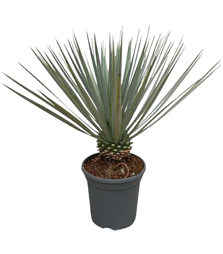 Palmlilie - groer Topf - Yucca filamentosa - lebende Gartenpflanze aus den  Baumschulen : Amazon.de: Garten