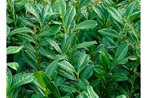 PILLE BAUMSCHULEN Kirschlorbeer Novita 60-80 cm immergrün Sichtschutz im Topf Kirsch-Lorbeeren blickdicht Prunus laurocerasus Novita