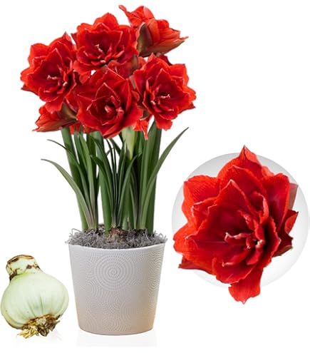 Amaryllis Zwiebel Clown - Riesen Blumenzwiebel 26/30 Aus Holland