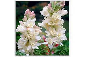 ALASINES Bulbi di tuberosa,Pianta rara,Pianta adesso,Abbellire l'ambiente,Pianta decorativa magica,Bellissimi fiori ornamentali-10 Bulbi