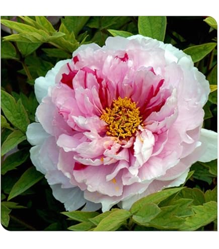 Bulbi Di Peonia - Piante Da Giardino Con Fiori Grandi, Resistenza Al Freddo, Confezione Da 2