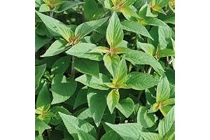 Pineapple Sage Plug Plants. 'Pino'. Aromatic Cooking herb with The Scent of Pineapple. Medium Plug Plants x 4 Available from Bedwen Plants.