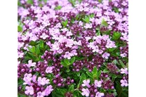 NANNYS GARDEN Creeping Thyme Seeds – 0.5g (~2,550 Seeds) – Fragrant Ground Cover for Paths & Borders – Drought-Resistant, Bee Friendly, Low-Growing Perennial Herb – Non-GMO, UK Packed