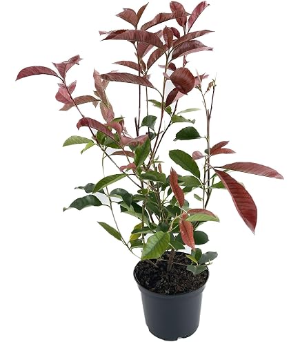 philodendron florida ghost ableger Philodendron Florida Ghost