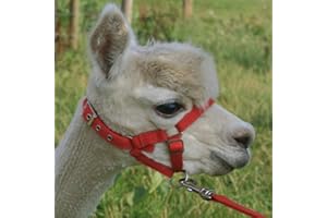 Homestead Farm Supplies ALPACA HEADCOLLAR with BUCKLE Fastening - RED - MEDIUM