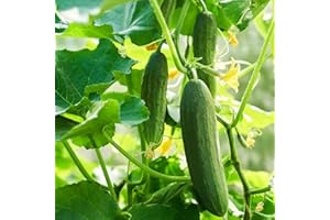 TROPICAL PLANTS UK BRITISH GROWERS 3 x Cucumber Plants – Ideal for Indoor & Outdoor Growing | Fresh Vegetable Garden Plants for Greenhouse or Patio | Large & Baby Cucumber Variety in 10.5cm Pots (F1 Femspot)