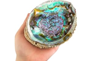 MUT22 Natürliche Abalone-Schale 12 bis 13 cm zum Verbrennen von Palo Santo und Weißem Salbei
