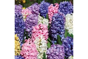 Hyacinth Bulbs Hardy Indoor Plant, T&M Mixture with Fragrant Flowers of Many Colours, Supplied as 16 x Hyacinth T&M Mix Bulbs by Thompson & Morgan