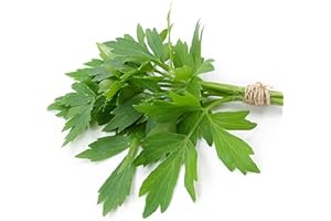SEMISAUVAGE 300 semillas de apio (Levisticum officinale) Apio perpetuo - reproducible sin tratar