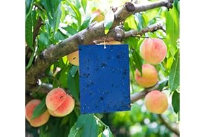 huaao 50 Piezas Trampas Adhesivas Moscas para Insectos, Papeles Pegajosos Azules Trampas para Moscas, Pulgones, Mineros de Hojas, Polillas, Afidos, Proteger de Flores y Plantas Fruta de Jardín