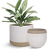 LA JOLIE MUSE White Ceramic Flower Plant Pots - 6.5 Inch Pack 2 Indoor Planters, Plant Containers with Beige and Cracked Detailing