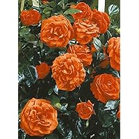 'Maintower' -R-, Kletterrose im 4 L Container