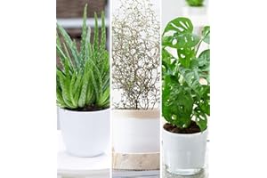 BALDUR-GARTEN GMBH BALDUR Garten Zimmerpflanzen-Mix 'Pflegeleicht',3 Pflanzen, Mix aus 1 Pflanze Aloe Vera, 1 Maori® Sophora Cotoneaster 'Little Baby' und 1 Pflanze Monstera 'Monkey Leaf', Blickfang im Zimmer