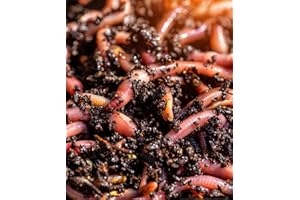BIOTICA Vers de Terre rouges californiens Eisenia fetida 400gr - Excellents pour le Compostage domestique - Ver de Compost, Lombric vivant
