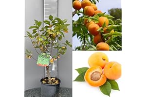 SAVINI VIVAI L'ARTE DI FARE NATURA SAVINI VIVAI Pianta Nana di Albicocco Piante da Frutto Nane Albicocca Albero in vaso 22-24 cm 2-3 Anni Altezza 100-110 cm Made in Italy