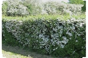 10 Hawthorn Quickthorn Hedging 2-3ft Native Plants Crataegus Wildlife Friendly by Sunnyside Nurseries