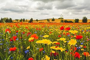 GBW GRASS SEED GBW Wildflower & Meadow Grass Seed Mix 100g (20/80 Ratio) - Covers 20 m2 (215 ft2) - Premium Quality – 18 UK Varieties – Annuals & Perennials - Tailored to UK Climate – Trademark – 100% Refund