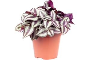FLOWERBOX Hierba de cebra 'Smit Silver Sicilian' – Planta de interior auténtica, Tradescantia zebrina – Altura aprox. 20 cm, diámetro de maceta 12 cm