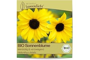 Samenliebe Organic Sunflower Seeds Small Flowered & Branching Bee Willow 80 Seeds Seedproof Flower Seeds for Greenhouse Outdoor and Balcony Organic Flower Seeds