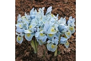 Outdoor Garden Flower Iris Katharine Hodgkin Dwarf Iris Hardy Spring Flowering Bulb, Patios & Rockeries, Blue Flowers, Easy to Establish, 60 x Dwarf Iris Katherine Hodgkin Bulbs by Thompson & Morgan