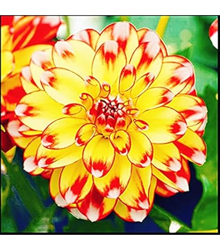 Dahlien Knollen 2 Stück - Winterharte Pompon Dahlien Für Garten