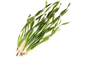 k2aqua 5 X Vallisneria Asiatica Twisted Corkscrew Vallis Live Aquarium Plant Ideal for Freshwater Tropical Aquascapes Natural Background Decoration