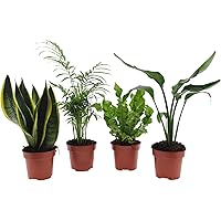 4x Pflegeleichte Zimmerpflanzen | 4er Set Grünpflanzen | Bogenhanf, Bergpalme, Paradiesvogelblume, Nestfarn | Höhe 25…