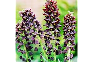 COOTO 1x Fritillaria Meleagra Bulbos Flores para Jardín Fritillaria Bulbos de Flores exterior Persica