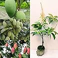 Golden Bloom Live Thai AllTime Mango Plant Grafted, All seasons Grafted Mango Plant (Height 1-2 Ft) Fruit & Tree (Next Year U Get Gruits)