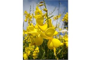 TREE ONLINE NURSERY Drought Tolerant Yellow Flowered Shrub Spartium junceum Spanish Broom Garden Plant, 15-20cm Tall Plant in a 7/8cm Pot