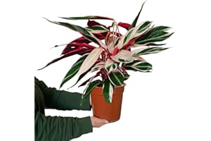 Zimmerpflanze Calathea Triostar No.19 | rosa-weiß-grüne Pflanze 60–70 cm im 19 cm Topf | ungiftig & pflegeleicht | luftreinigend | tropische Pflanze für Katzenfreunde & Wohnräume | Green Me Up