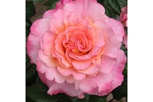 GORGEOUS GARDEN ROSES Rachel - 5.5lt Potted Hybrid Tea Garden Rose Bush - Peachy/Pink Blooms - Strong Fragrance