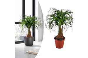 Happy Plants Becaurnea Elefantenfuß Pflanze I 70 cm x ⌀19 cm, exotische Zimmer-Pflanze, auch zur Luftreinigung, echte-Pflanze Indoor Grünpflanze grün, frisch aus unserer Gärtnerei