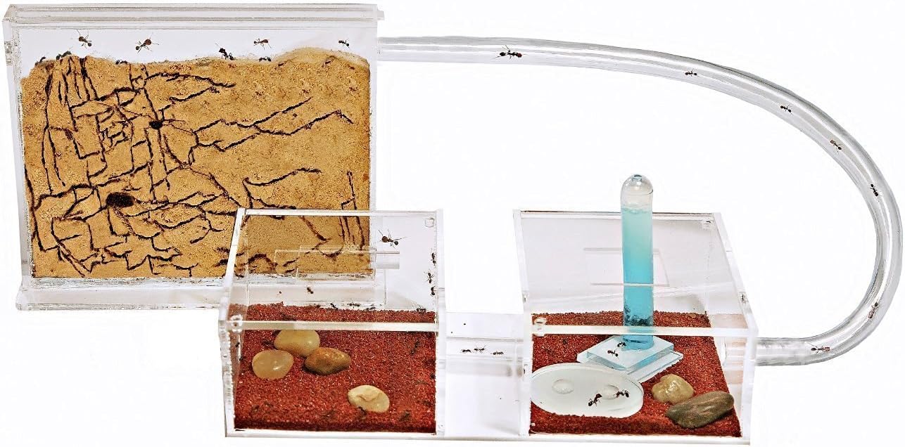 Anthouse.es - Hormiguero Natural de Arena - Kit Mini Hormiguero Acrílico (Sándwich + Caja de Forrajeo) - Granja de Hormigas con Colonia de Hormigas Incluida - 15 x 12 x 1 cm y 20 x 20 x 10 cm