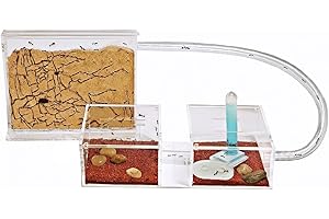 Anthouse.es - Hormiguero Natural de Arena - Kit Mini Hormiguero Acrílico (Sándwich + Caja de Forrajeo) - Granja de Hormigas con Colonia de Hormigas Incluida - 15 x 12 x 1 cm y 20 x 20 x 10 cm