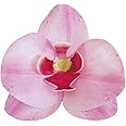 Dekora - 10 Pack Edible Wafer Orchids for Cake Decorating, Pink, 126066