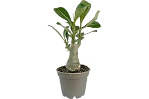 CLOUDS HILL SUCCULENTS Live Baobab House Plant (Adenium Obesum) in a 6cm Pot Rare Succulent (6cm Pot)