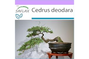 SAFLAX - Cedro dell'Himalaya - 35 semi - Cedrus deodara