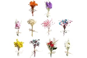 Teegxddy 10 PCS flores secas flores secas naturales flores secas manualidades flores secas decoracion flores manualidades flores secas pequeñas flores decorativas secas flores preservadas naturales