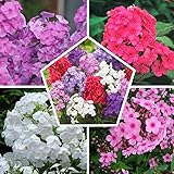 10 x Phlox (paniculata) Kollektion Mix | 5 Sorten | 2 von jeder Farbe | Große Winterharte Nacktwurzel Pflanzen/Stauden aus Ho