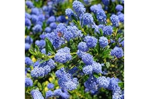 HORTUS PLANTA Ceanothus Concha - California Lilac - Plant in 2 L Pot