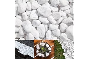 TRANS - PAL Carrara Decorative Natural Marble SNOW WHITE 20-40mm 20 kg Pure White Pebbles Stones Gravel Chippings Landscape Garden Home (10, Kilograms)