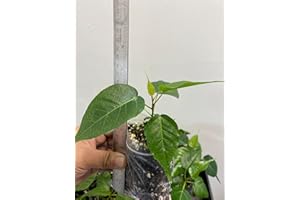 PLANTS PARADISE LTD Peepal, Pippal, Aswath, Budha, Ficus religiosa, Similar 1 Healthy and Well Rooted Plant, Grown in UK