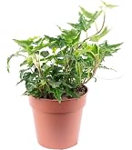 Efeu - Hedera - 9cm Topf - Zimmerpflanze : Amazon.de: Garten