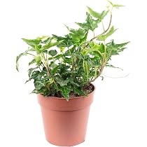 Gemeiner Efeu grn - pflegeleichte Zimmerpflanze, Hedera helix - Hhe ca.  15 cm, Topf- 9 cm : Amazon.de: Garten